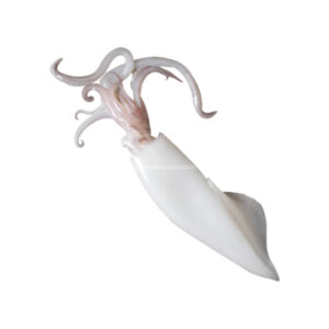 NIKUDO CEPHALOPOD SQUID (WHOLE CLEAN) (1KG) 6/10 鱿鱼(干净)